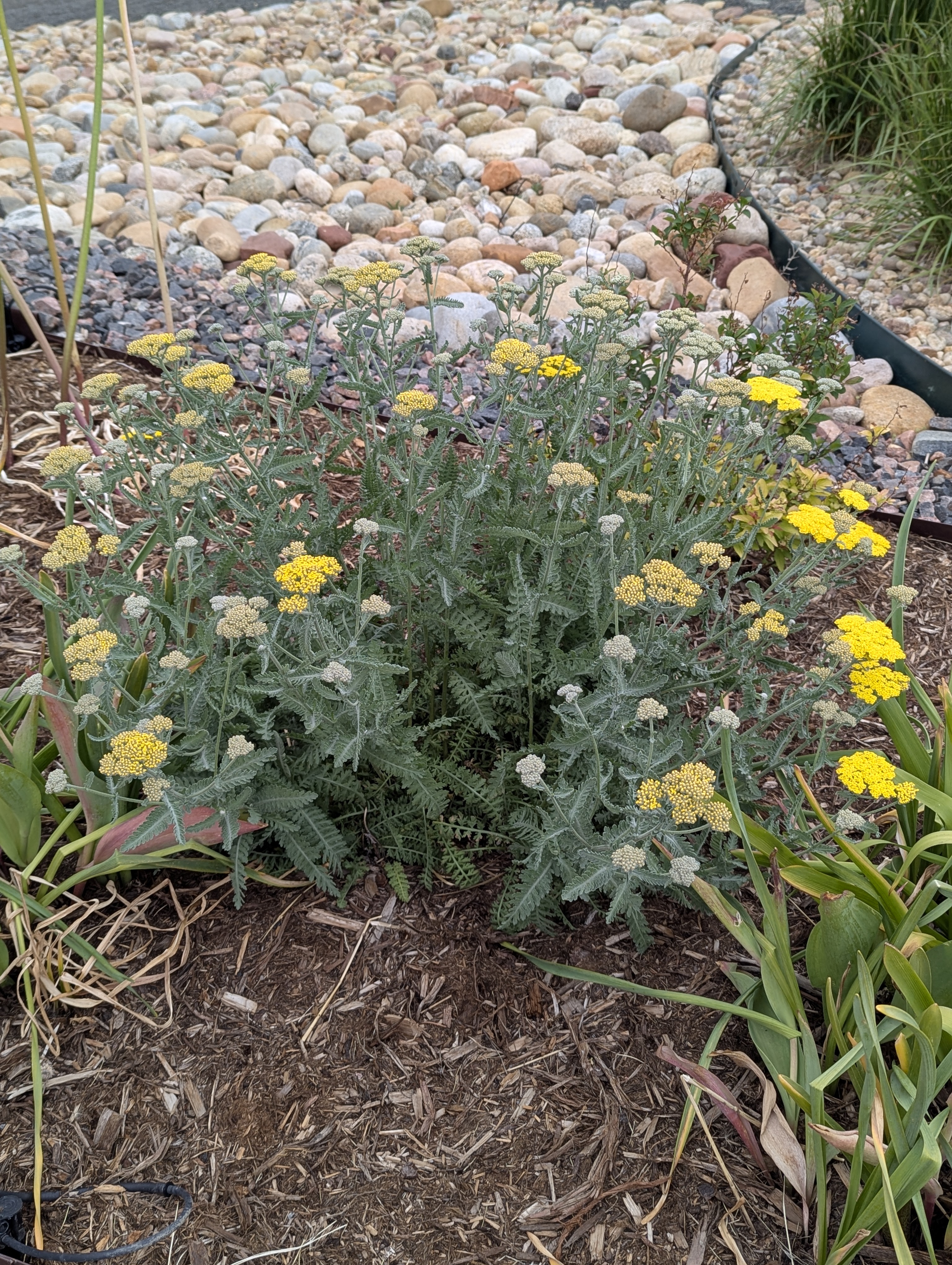 Garden, Flowers, Morrison, Colorado